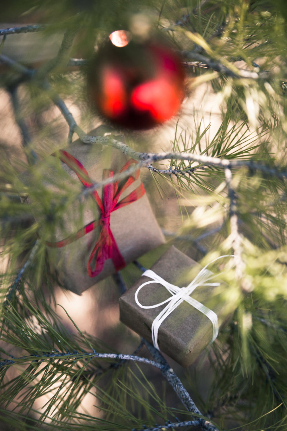 Choisir un sapin de Noël écologique