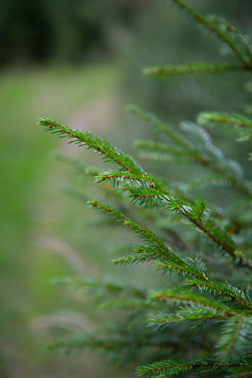 Labels et certifications des sapins naturels